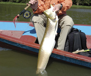 fishing peacock bass