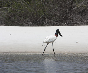 Pesca Tucunare