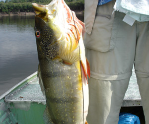 pesca tucunare